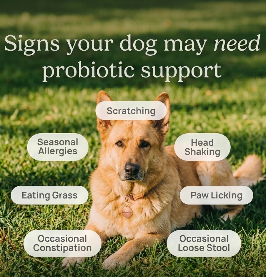 Pre & Probiotics for Dogs - Soft Chews